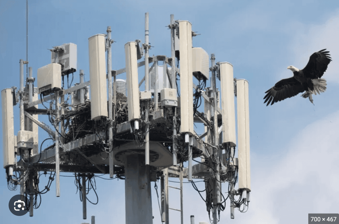 Bald eagle nesting on a cell tower โ a documented phenomenon across the United States